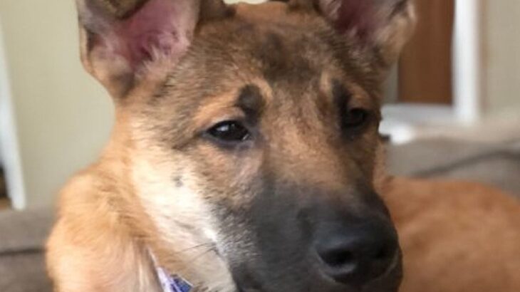『表情が暗かった犬』を保護→半年後…想像もできなかった『変顔まで披露する光景』に感動「白い歯自慢かなｗ」「可愛すぎ」と1万いいね集まる(ブログ)