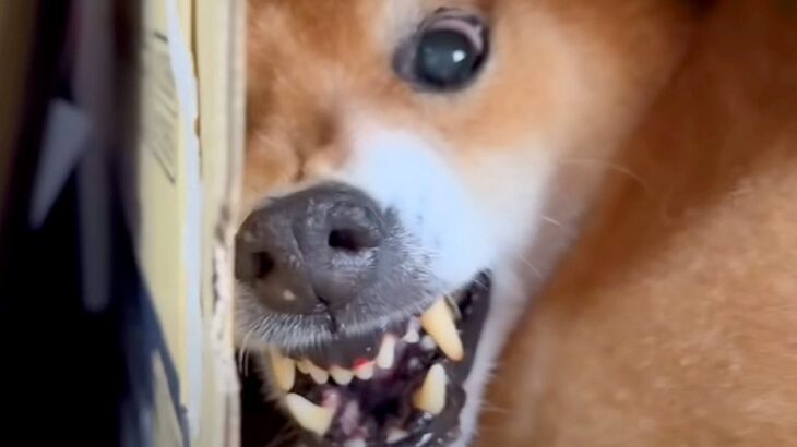 『風呂キャンセル界隈の犬』VS『絶対に入れたいパパ』の激闘…大喧嘩をする光景が90万再生「言葉理解して凄いｗ」「中に人が入ってる」と爆笑(ブログ)