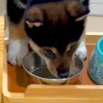 生後69日の赤ちゃん犬→水を飲みやすいように台を用意したのに…『逆なんだよなぁ』想定外な光景に「笑ったｗ」と29万再生(ブログ)