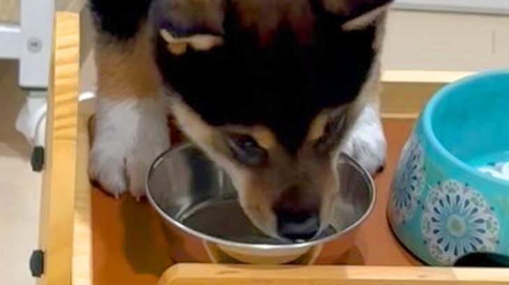 生後69日の赤ちゃん犬→水を飲みやすいように台を用意したのに…『逆なんだよなぁ』想定外な光景に「笑ったｗ」と29万再生(ブログ)