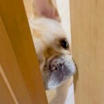 『ママお出かけしてくるから』と犬に報告したらそっけない対応で…帰宅後に見せた『愛おしい光景』に「反応がｗ」「キュンキュン止まらん」の声(ブログ)