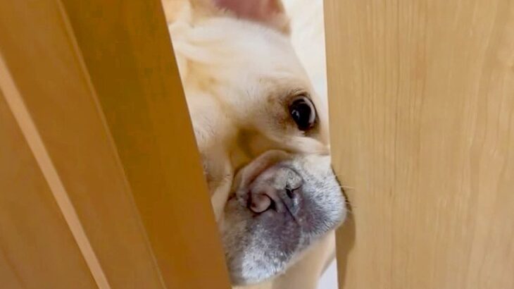 『ママお出かけしてくるから』と犬に報告したらそっけない対応で…帰宅後に見せた『愛おしい光景』に「反応がｗ」「キュンキュン止まらん」の声(ブログ)