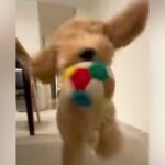 生後5ヵ月の大型犬と遊んでいたら→もはや事故？まるで『ぶつかり稽古のような光景』に「距離感分かってないｗ」「前見えてるか不明」の声(ブログ)
