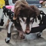 目が見えない車椅子のおばあちゃん犬→ぶつかってしまうかと思いきや…予想外の光景が3万再生「感覚が研ぎ澄まされてる」「凄すぎ」と称賛(ブログ)