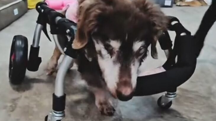 目が見えない車椅子のおばあちゃん犬→ぶつかってしまうかと思いきや…予想外の光景が3万再生「感覚が研ぎ澄まされてる」「凄すぎ」と称賛(ブログ)