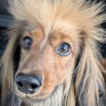 『頭の毛にクセがある犬』過去と現在を比較した結果…『まさかの新事実』に３万いいね集まる「毛根分けて欲しい…」「格好良すぎるｗ」と反響(ブログ)
