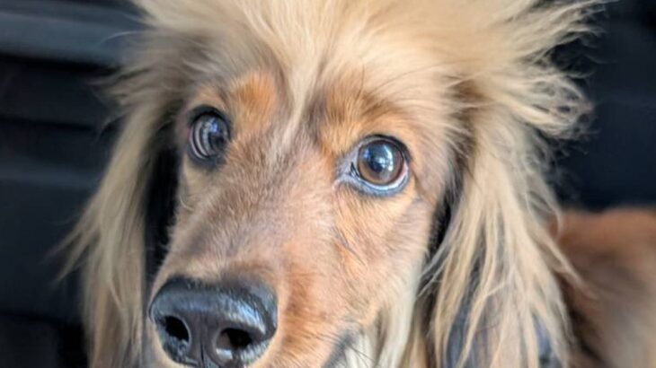 『頭の毛にクセがある犬』過去と現在を比較した結果…『まさかの新事実』に３万いいね集まる「毛根分けて欲しい…」「格好良すぎるｗ」と反響(ブログ)