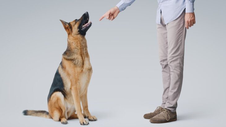 犬に人の言葉を覚えさせる方法はある？理解の必要性から覚えてもらうコツまで(ブログ)