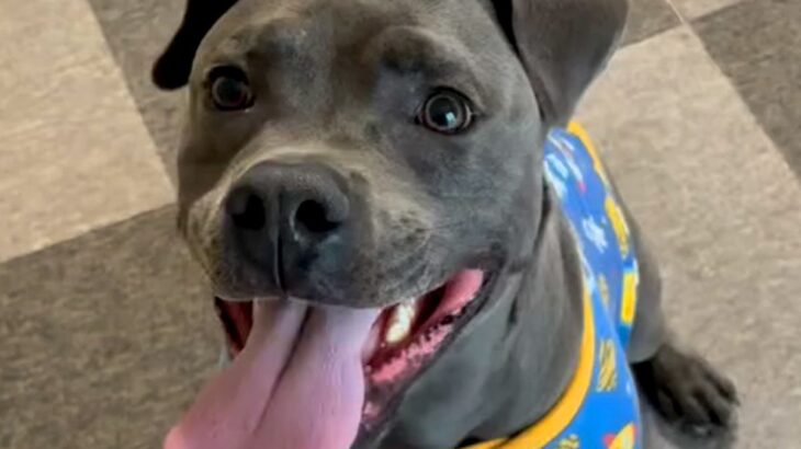 『世界一危険といわれている犬』が保護犬と暮らした結果…イメージとは真逆な『神対応を連発する光景』に涙「優しすぎ」「感動した」と5万再生(ブログ)
