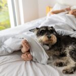 犬が『飼い主と一緒に寝たい』ときにみせるサイン3選　怪我やトラブルを防ぐためにすべき配慮とは？(ブログ)