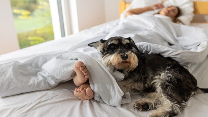犬が『飼い主と一緒に寝たい』ときにみせるサイン3選　怪我やトラブルを防ぐためにすべき配慮とは？(ブログ)