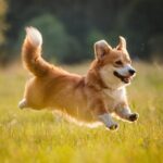 犬が嬉しそうな笑顔をみせる心理5つ　ポジティブな意味とは限らない？意外な理由をご紹介(ブログ)