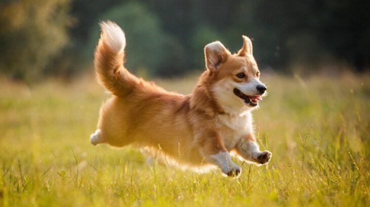 犬が嬉しそうな笑顔をみせる心理5つ　ポジティブな意味とは限らない？意外な理由をご紹介(ブログ)