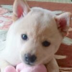 『豆柴サイズ』と言われていた犬→４年後…予想を遥かに超える『衝撃のビフォーアフター』が74万再生「大型犬かとw」「立派に育った」と反響(ブログ)