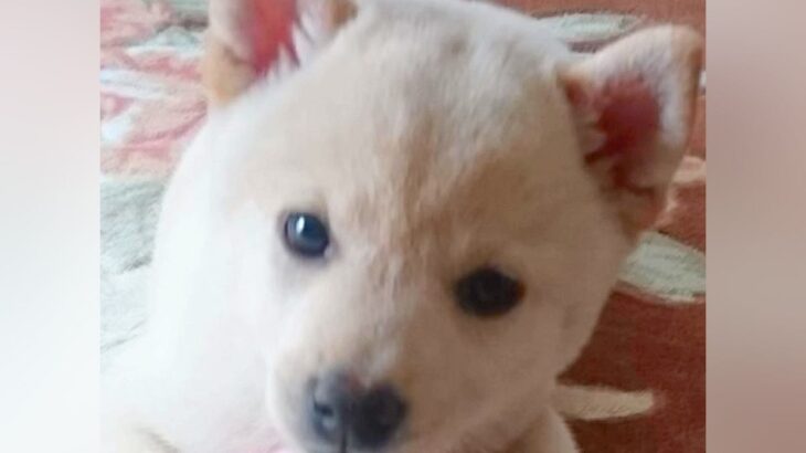 『豆柴サイズ』と言われていた犬→４年後…予想を遥かに超える『衝撃のビフォーアフター』が74万再生「大型犬かとw」「立派に育った」と反響(ブログ)