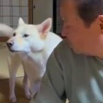 おじいちゃんに『早く寝よう』としゃべりかける犬→想定外な『低音ボイス』が70万再生「ドスがきいてるｗ」「ギャップあって素敵」と絶賛(ブログ)