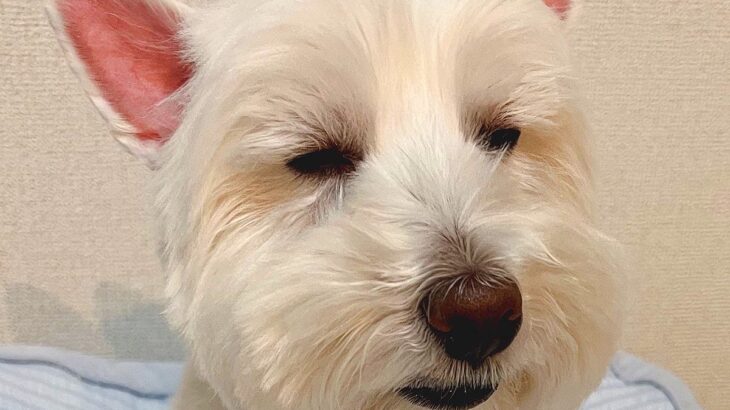 10連休の間、毎日家族の相手をしていた犬→最終日になったら…お疲れすぎる『まさかの行動』が163万表示「悟り開いてて草」と爆笑の声(ブログ)