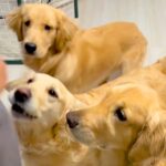 パパとママが『大型犬３頭の名前を呼んだ』結果…コントのような『態度が違いすぎる光景』が61万再生「全員同じ名前で草」「可愛いｗ」と爆笑(ブログ)
