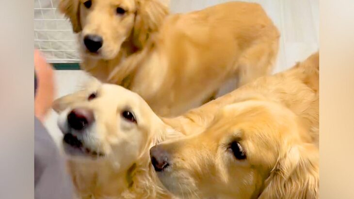 パパとママが『大型犬３頭の名前を呼んだ』結果…コントのような『態度が違いすぎる光景』が61万再生「全員同じ名前で草」「可愛いｗ」と爆笑(ブログ)