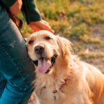 犬に『居心地がいい』と感じさせる人の特徴3つ　安心感を与えて仲を深めるための方法とは(ブログ)