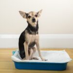 愛犬の『病気を早期発見』する方法5選　毎日のスキンシップで危険な症状を見つけることができるかも(ブログ)