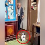 旅行から帰ってきたおじいちゃんに『子犬が家にいるサプライズ』をした結果…「声可愛すぎｗ」「相性100％」和やかで尊い光景が104万再生(ブログ)