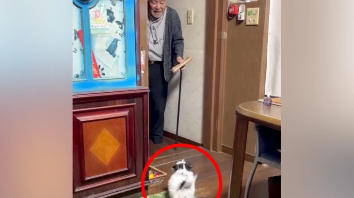 旅行から帰ってきたおじいちゃんに『子犬が家にいるサプライズ』をした結果…「声可愛すぎｗ」「相性100％」和やかで尊い光景が104万再生(ブログ)