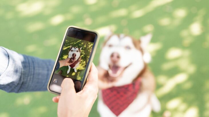 犬を撮ると目が光って写るのはなぜ？3つの理由から写真撮影のテクニックまでご紹介(ブログ)