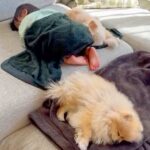 赤ちゃんが体調不良になったら、２匹の犬が…心温まる光景に「尊すぎます」「幸せ空間」と２万再生の反響(ブログ)