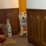 連休でお父さんが帰省→気配を察知した秋田犬が…涙が出るほど愛おしい『最高の熱烈歓迎』が24万再生「ゆっくり出てくるの可愛い」「泣いた」(ブログ)