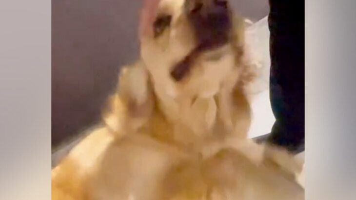 大好きなおばちゃんが遊びに来ると大型犬が…まさかの『呼吸すら忘れて大興奮する光景』に「大好きなの伝わる」「喜び方すごいｗ」と6万再生(ブログ)