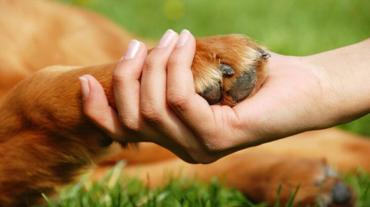 犬が『足を引きずっている』ときの理由5つ　怪我や病気のリスクから対処法まで(ブログ)