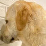 ドライヤーが苦手な大型犬→乾かそうとしたら壁に向かって…分かりやす過ぎる『まさかの行動』に２万いいね集まる「ゼロ距離で草」「嫌だよねｗ」(ブログ)