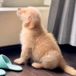 洗濯物を干す母を監視していた大型犬の赤ちゃん→4年後…成長しても変わらない『尊い姿』に3万いいね集まる「泣ける」「全く同じ体勢」と絶賛(ブログ)