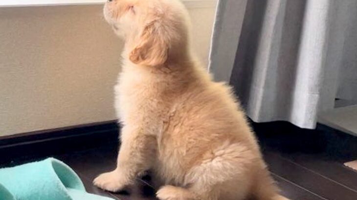洗濯物を干す母を監視していた大型犬の赤ちゃん→4年後…成長しても変わらない『尊い姿』に3万いいね集まる「泣ける」「全く同じ体勢」と絶賛(ブログ)