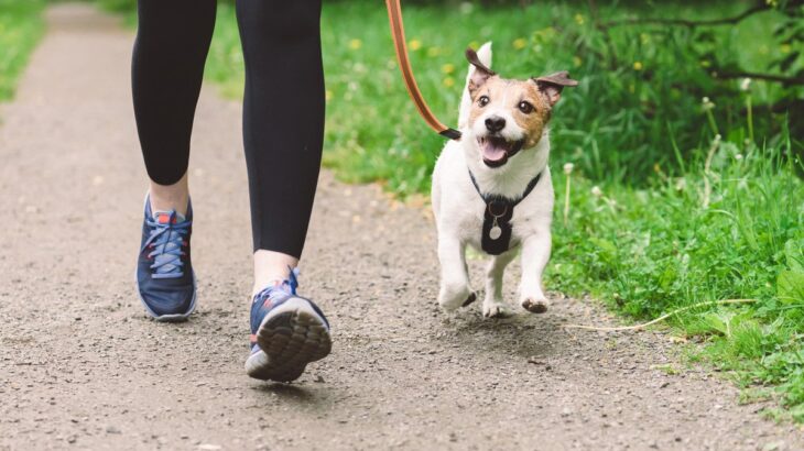 小型犬はどのぐらいの散歩量が必要なの？目安となる時間や距離、注意点まで解説(ブログ)