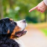 犬が『飼い主に懐かなくなる』絶対NG行為5選　愛犬が心を閉ざすダメ行動とは？(ブログ)