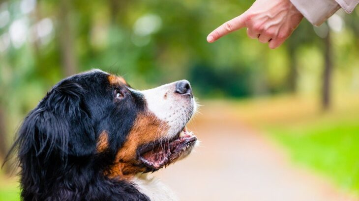 犬が『飼い主に懐かなくなる』絶対NG行為5選　愛犬が心を閉ざすダメ行動とは？(ブログ)