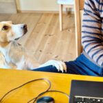 犬が何かを伝えようとしているサイン8つ　愛犬からの可愛い要求にどう応えたらいい？(ブログ)