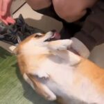 大好きなお姉ちゃんが帰宅→犬の喜びが溢れすぎた結果…想定以上の『嬉しさ大爆発する光景』に「見てて嬉しくなる」「喜びの舞ｗ」と4万再生(ブログ)