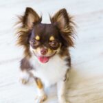 犬が『飼い主に話しかけている』サイン４選　意思疎通を図ろうとしているときの心理まで(ブログ)