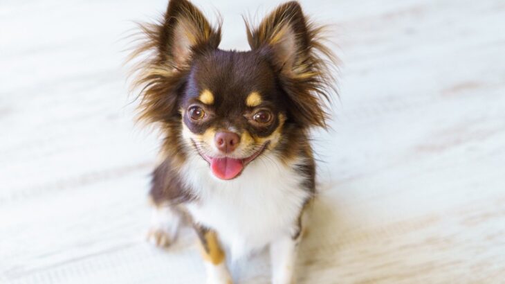 犬が『飼い主に話しかけている』サイン４選　意思疎通を図ろうとしているときの心理まで(ブログ)