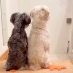 単身赴任していたお父さんが帰宅→2匹の犬がお出迎えをして…愛に溢れた『本当のおかえり』に感動「泣ける」「後ろ姿が健気」と7万再生の反響(ブログ)