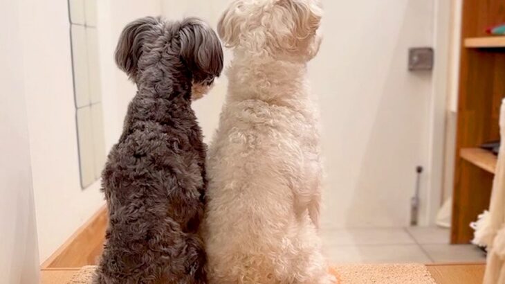 単身赴任していたお父さんが帰宅→2匹の犬がお出迎えをして…愛に溢れた『本当のおかえり』に感動「泣ける」「後ろ姿が健気」と7万再生の反響(ブログ)