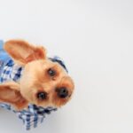 犬が『服を着たがらない』5つの理由　嫌がる理由や洋服を着せるメリット、対処法まで(ブログ)