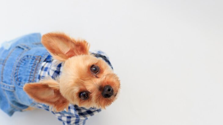 犬が『服を着たがらない』5つの理由　嫌がる理由や洋服を着せるメリット、対処法まで(ブログ)