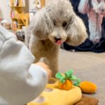 小さな男の子が『犬のおもちゃの準備』をしていたら…おやつがあるのに『健気に待つ光景』が優しすぎる「いいお兄ちゃん」「仲良しで素敵」と絶賛(ブログ)