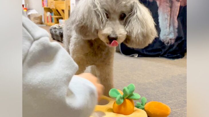 小さな男の子が『犬のおもちゃの準備』をしていたら…おやつがあるのに『健気に待つ光景』が優しすぎる「いいお兄ちゃん」「仲良しで素敵」と絶賛(ブログ)