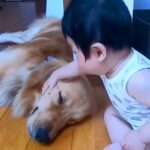 赤ちゃんの枕になってあげていた大型犬…数年後→成長とともに『立場が逆転した光景』が素敵で泣けると絶賛「感動で涙出た」「本当の兄弟」(ブログ)