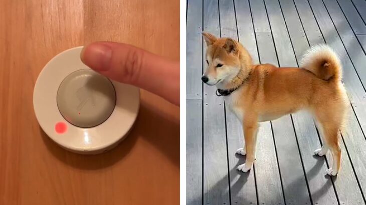 反抗期の犬に『呼び出しチャイム』を教えた結果→予想もできなかった展開に爆笑「違う、そうじゃない笑」「自分で持ってくるの偉いｗ」と7万再生(ブログ)